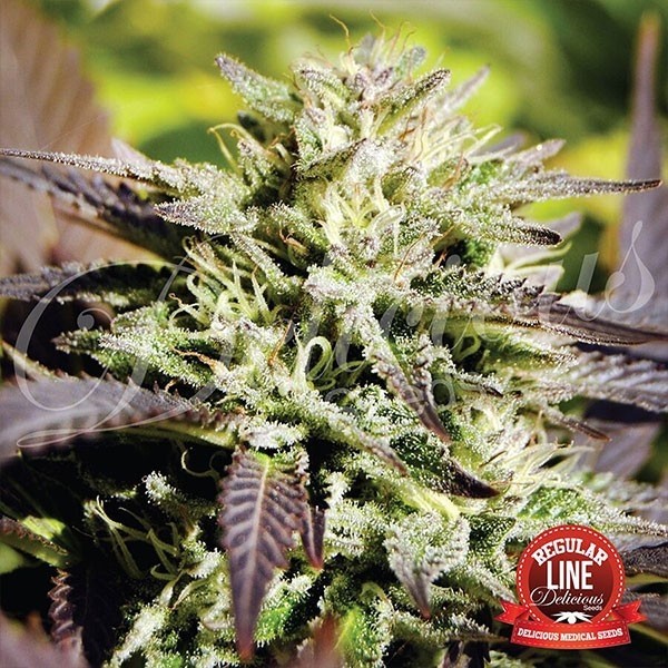 View Caramelo regular planta de marihuana