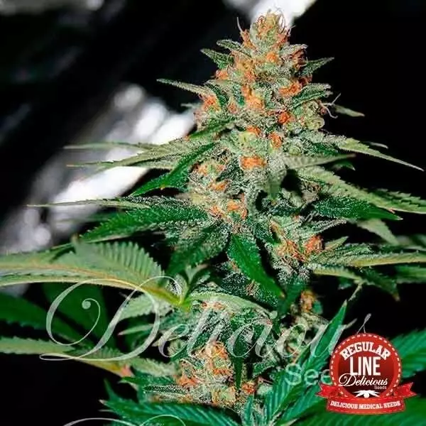 Sicht Delicious Candy Regular planta de marihuana