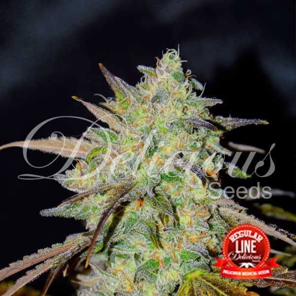 View Marmalate regular planta de marihuana