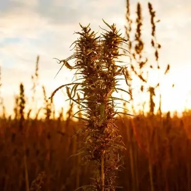 Zenit planta de cáñamo