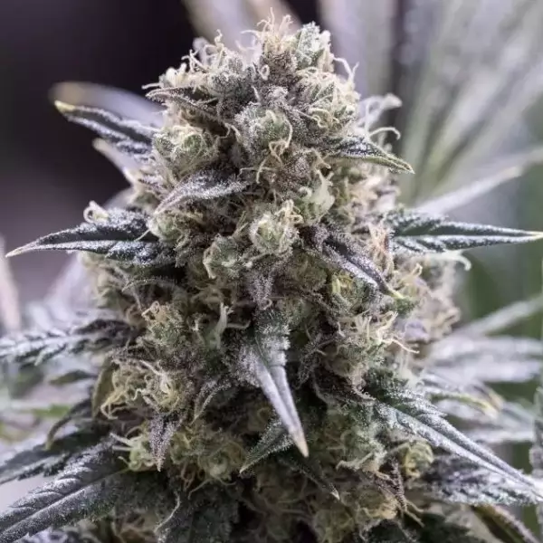 Sicht Quick Dinamed CBD planta de marihuana