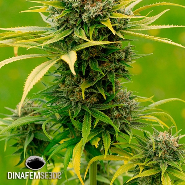 View Dinamed CBD Plus planta de marihuana