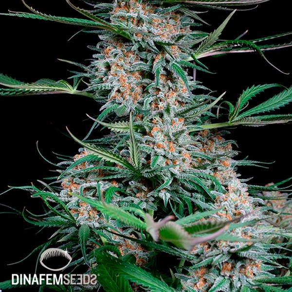 View Quick Critical + planta de marihuana