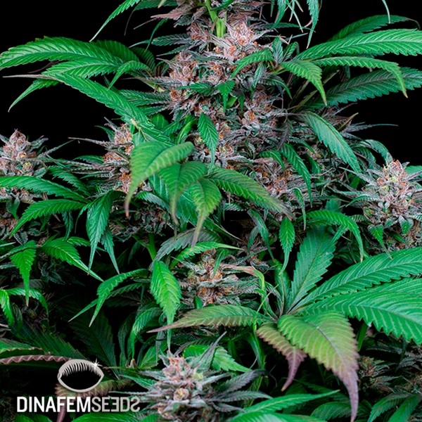View Quick Kush planta de marihuana