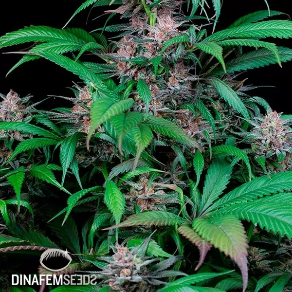 Sicht Quick Kush planta de marihuana