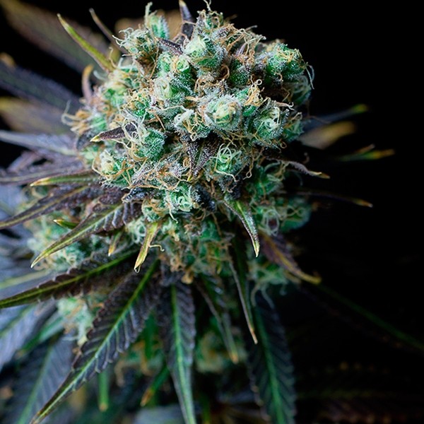 View Dinamed CBD planta de marihuana