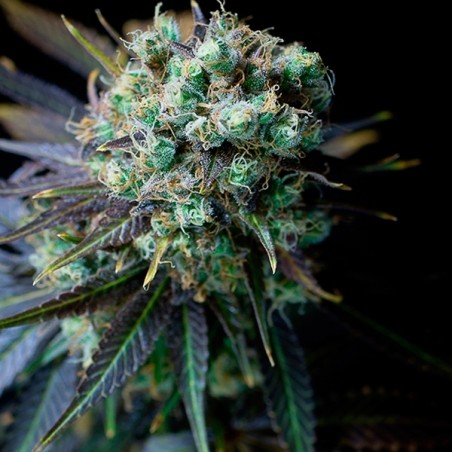 Dinamed CBD planta de marihuana