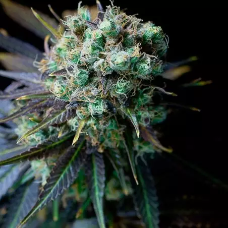 Dinamed CBD planta de marihuana