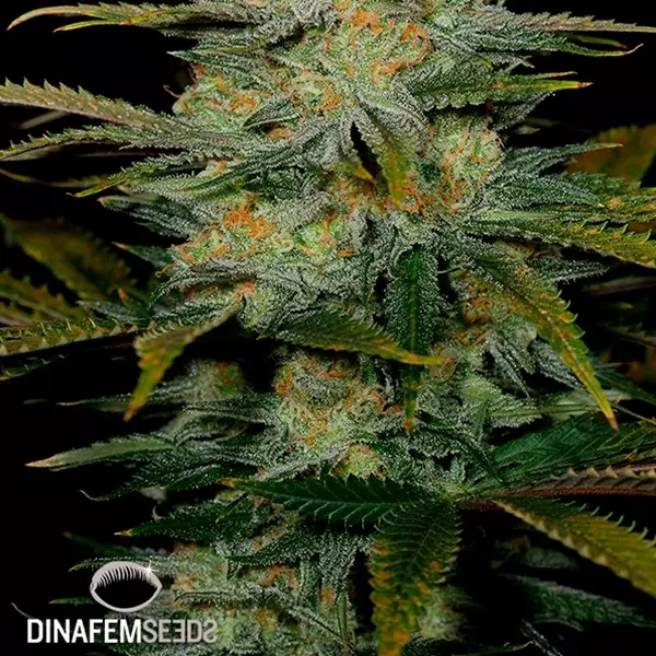 Sicht Amnesia CBD planta de marihuana