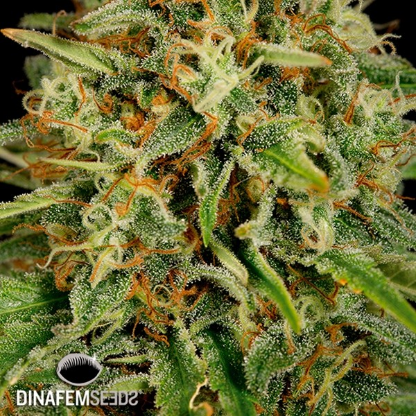View Strawberry Amnesia planta de marihuana