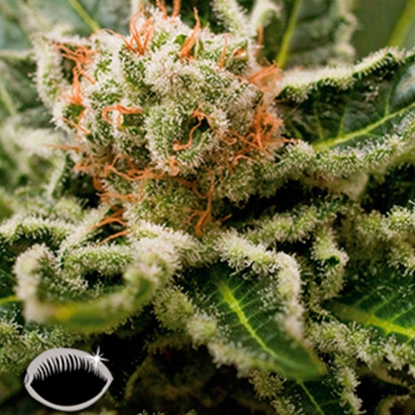 View Shark Attack planta de marihuana