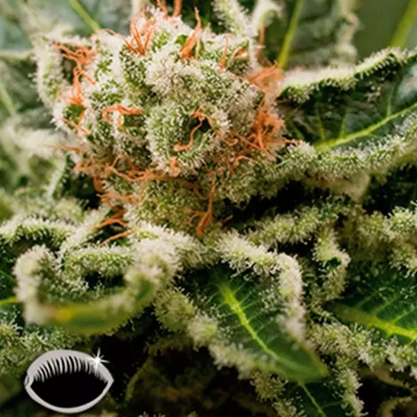 Sicht Shark Attack planta de marihuana