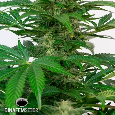 Haze Autoflowering CBD Marihuana-Pflanze