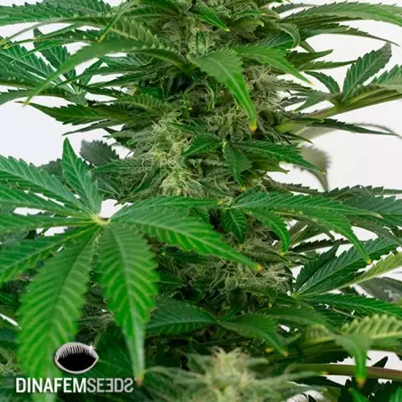 Haze Autoflowering CBD Marihuana-Pflanze
