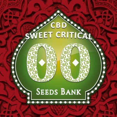 View Sweet Critical CBD planta de marihuana
