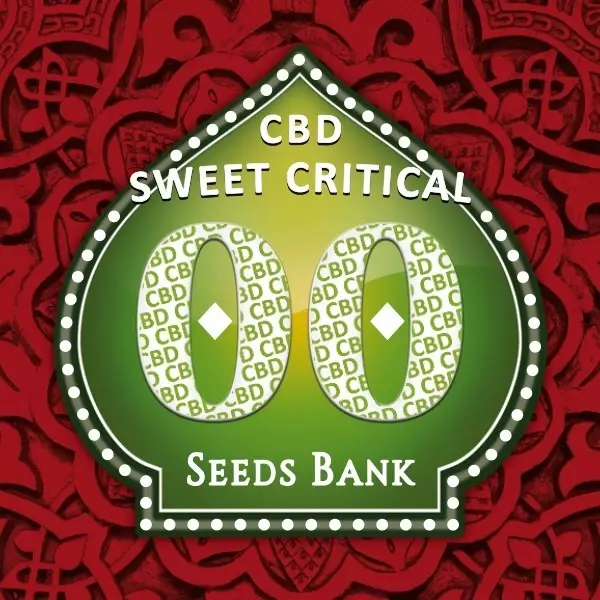 Sicht Sweet Critical CBD planta de marihuana