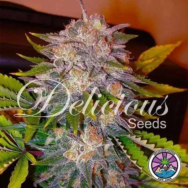 Sicht Caramelo planta de marihuana