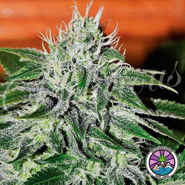 View Critical Jack Herer planta de marihuana