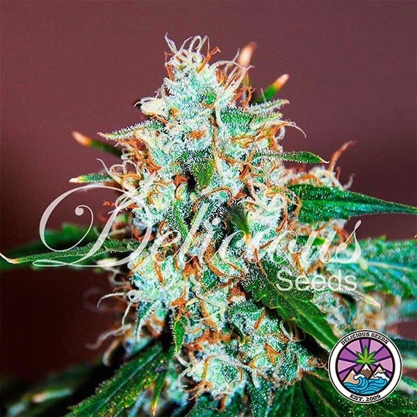 View Planta de Critical Neville Haze