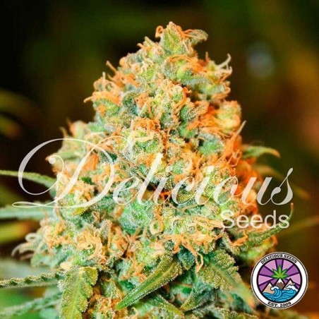 Critical Super Silver Haze Marihuana-Pflanze