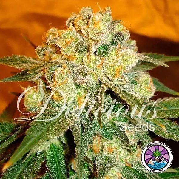 Sicht Planta de Marmalate