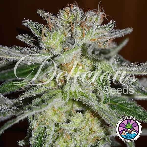 View Northern Light Blue planta de marihuana