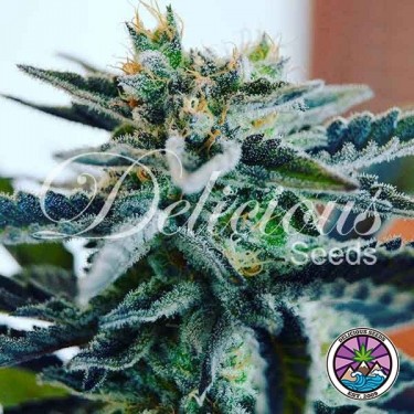 Sugar Black Rose planta de marihuana
