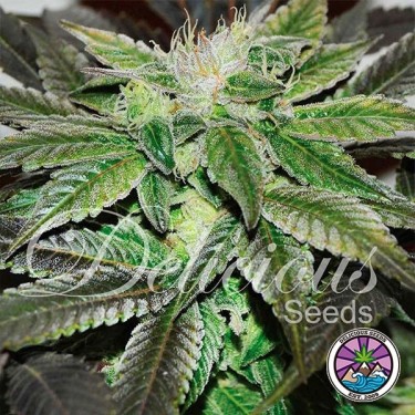 View Sugar Candy planta de marihuana