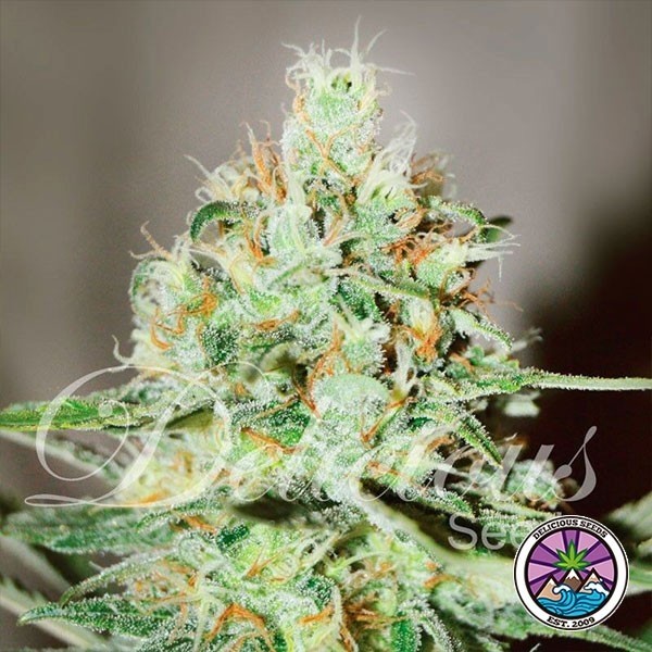 View Jägg Kush