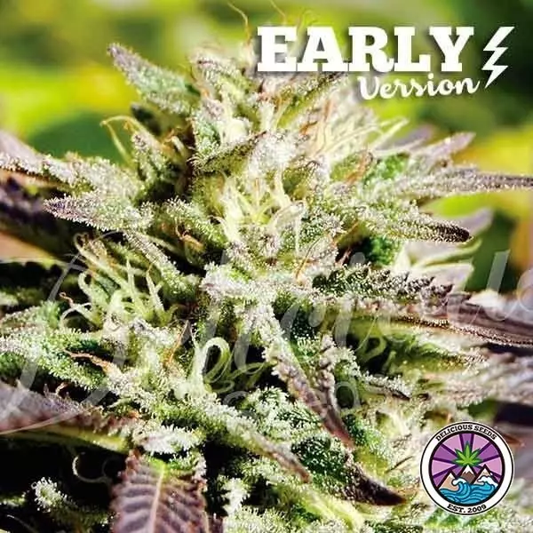 Sicht Caramelo Early Version planta de marihuana