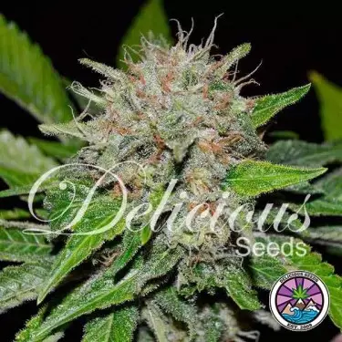 Deep Mandarine planta de marihuana