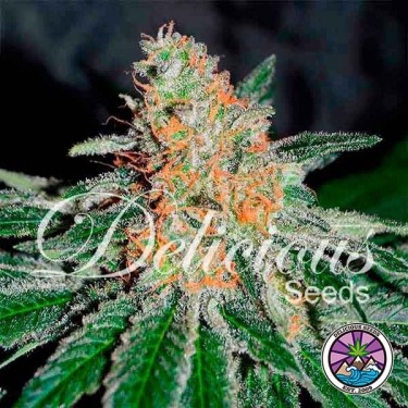 View CBD Jam planta de marihuana