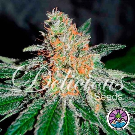 CBD Jam planta de marihuana
