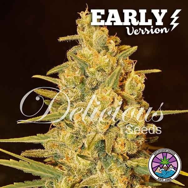 View Critical Sensi Star Early Version planta de marihuana