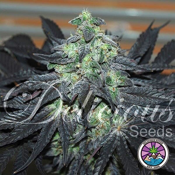 View Golosa planta de marihuana