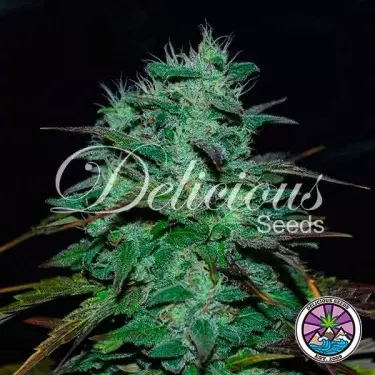 Chocobang planta de marihuana