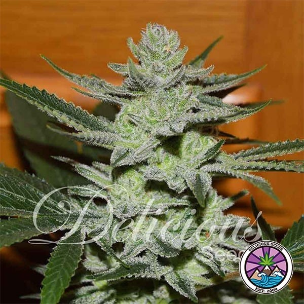 View Unknown Kush