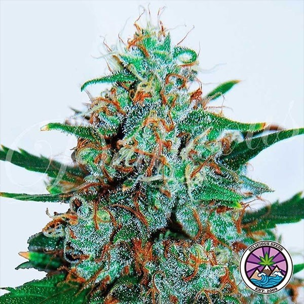 View Critical Neville Haze Auto planta de marihuana