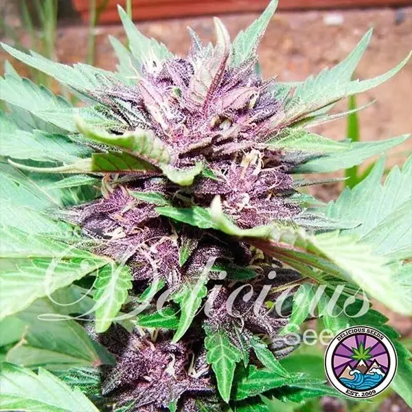 Sicht Auto Dark Purple planta de marihuana