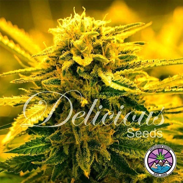 View Sugar Black Rose Auto planta de marihuana