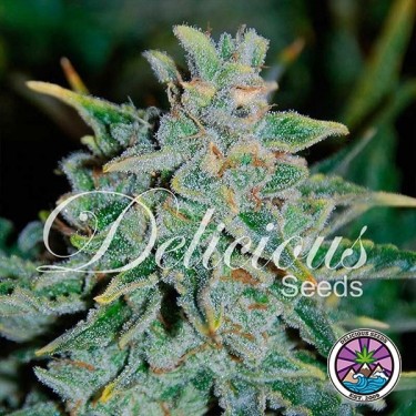 View Northern Light Blue Auto planta de marihuana