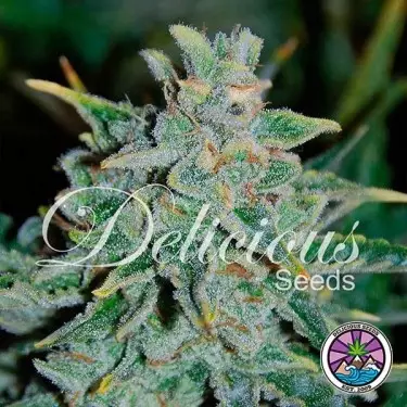 Northern Light Blue Auto planta de marihuana