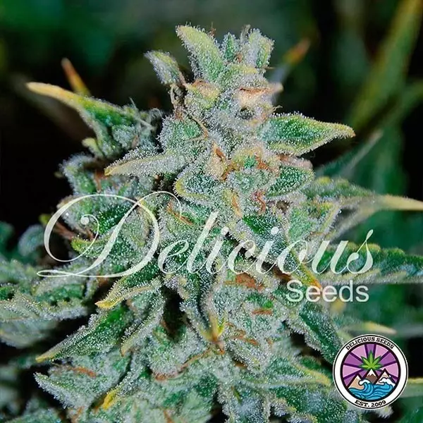 Northern Light Blue Auto planta de marihuana