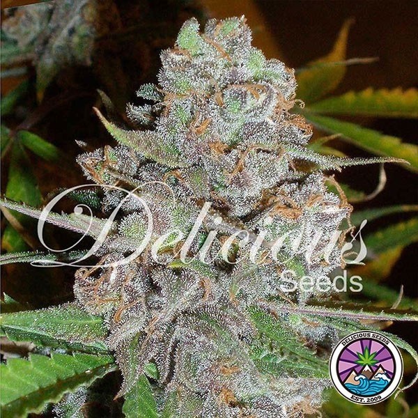 View La Diva Auto planta de marihuana
