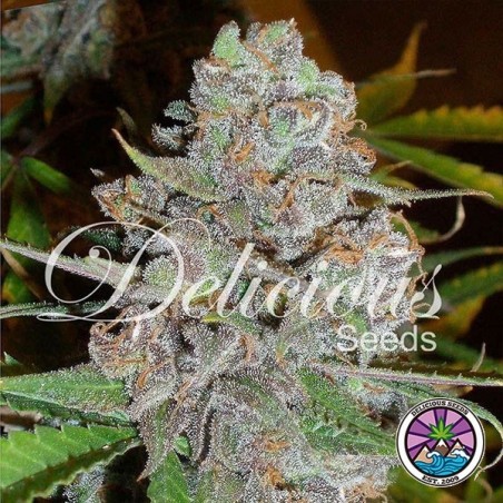 La Diva Auto planta de marihuana