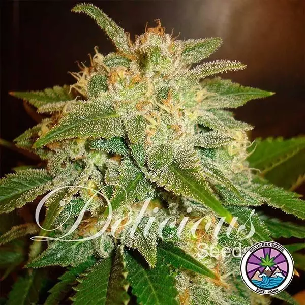 Sicht La Bella Afrodita Auto planta de marihuana