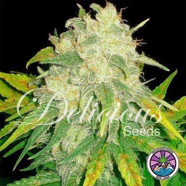 Il Diavolo Auto planta de marihuana