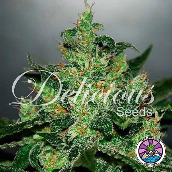 View Critical Jack Herer Auto planta de marihuana