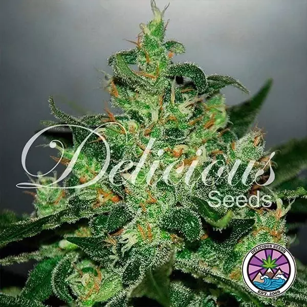 Sicht Critical Jack Herer Auto planta de marihuana