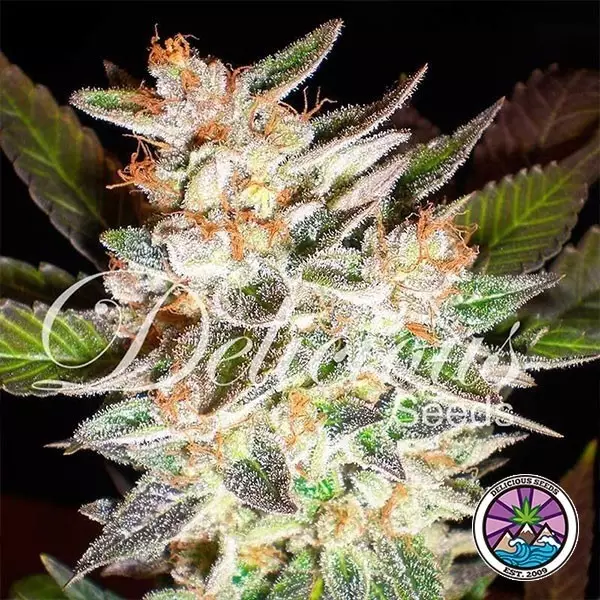 Sicht Delicious Candy Auto planta de marihuana